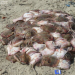 Djiffer, Sine Saloum