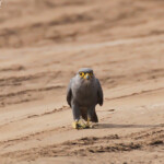 Faucon ardoisé, Sine Saloum, Sénégal 2015