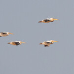 Pélicans blancs, Sine Saloum