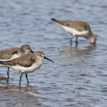 Bécasseaux cocorlis, Sine Saloum