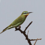 Guêpier de Perse, adulte, Sine Saloum