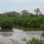 Mangrove, Sine Saloum