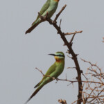 Guêpier de Perse, adulte et jeune, Sine Saloum