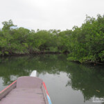 Mangrove, Sine Saloum