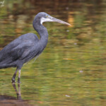 Aigrette des récifs, Sine Saloum