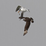 Sterne royale et Labbe pomarin, Sine Saloum, Djiffer