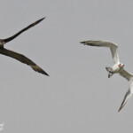 Sterne royale et Labbe pomarin, Sine Saloum, Djiffer