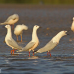 Goélands railleurs, Sine Saloum