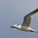 Sterne royale, Sine Saloum, Djiffer