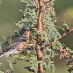 Fauvette passerinette, Sine Saloum