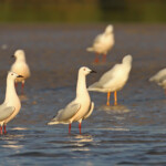 Goélands railleurs, Sine Saloum