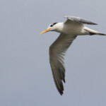 Sterne royale, Sine Saloum, Djiffer