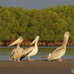 Pélicans gris, Sine Saloum