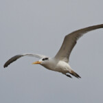 Sterne royale, Sine Saloum, Djiffer