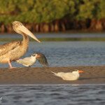 Pélican gris et Sternes caspiennes, Sine Saloum