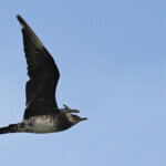 Labbe pomarin, Sine Saloum, Djiffer