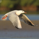 Goéland railleur, Sine Saloum