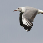 Mouette à tête grise, Sine Saloum, Djiffer