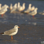Mouette à tête grise, Sine Saloum