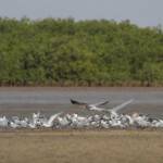Sternes caspiennes, royales, caugeks, Sine Saloum