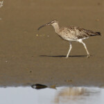 Courlis corlieu, Sine Saloum