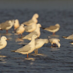 Goélands railleurs, Sine Saloum