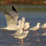 Goéland d'Audouin, Sine Saloum