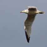 Goéland d'Audouin, Sine Saloum