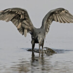Aigrette des récifs, Sine Saloum