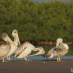 Pélicans gris, Sine Saloum