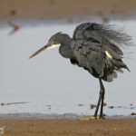 Aigrette des récifs, Sine Saloum