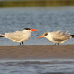 Sternes caspiennes, adulte et son jeune, Sine Saloum