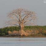 Baobab, Sine Saloum