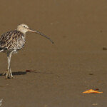 Courlis cendré, Sine Saloum