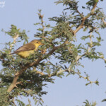 Hypolaïs polyglotte, Sine Saloum