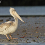 Pélican gris, Sine Saloum
