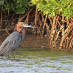 Héron goliath, Sine Saloum
