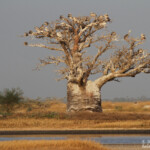 Baobab et Pélicans gris, Sine Saloum