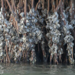 Huîtres dans le delta du Sine Saloum