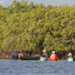 Récolte des huîtres dans le delta du Sine Saloum