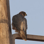 Faucon de Barbarie, Sine Saloum, Sénégal 2015