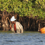 Récolte des huîtres dans le delta du Sine Saloum