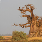 Baobab et Balbuzard pêcheur, Sine Saloum