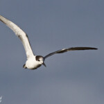 Sterne pierregarin, Sine Saloum