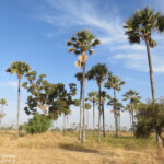 Palmiers, Sine Saloum