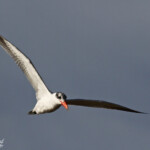 Sterne caspienne, Sine Saloum