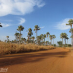 Palmiers, Sine Saloum