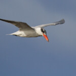 Sterne caspienne, Sine Saloum