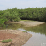 Mangrove, Sine Saloum