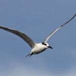 Sterne caugek, Sine Saloum